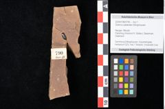 Foto (Objekt + Etikett) von Quercus palaeoilex Ettingshausen (NHMW-GEO-2024-0188-0790)